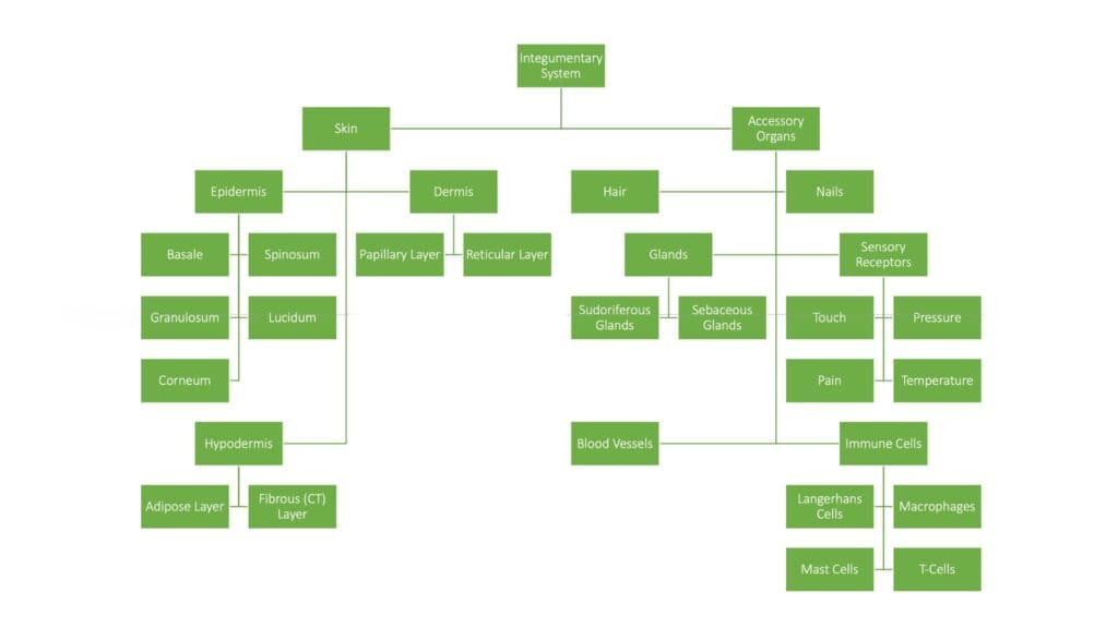 Chunking content is important in CLT.